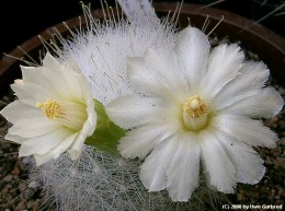 Mammillaria senilis f. albiflora
